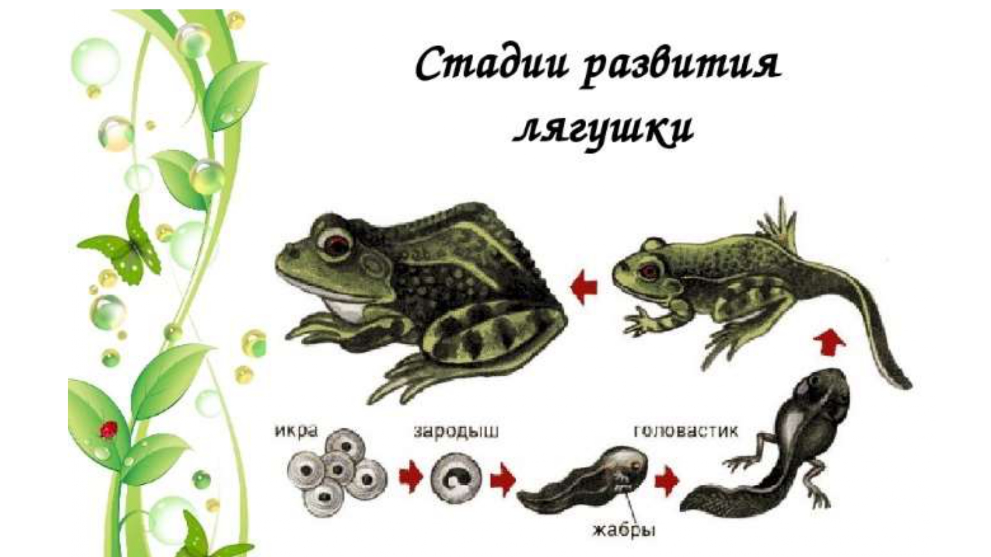 Цикл развития лягушки схема